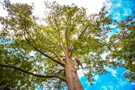 How Our Tree Care Process Works  in  Las Lomas, CA