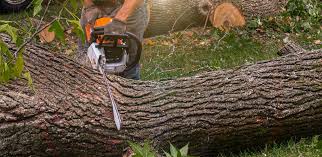 Best Tree Trimming and Pruning  in Las Lomas, CA