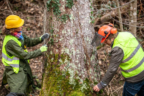 Las Lomas, CA Tree Services Company