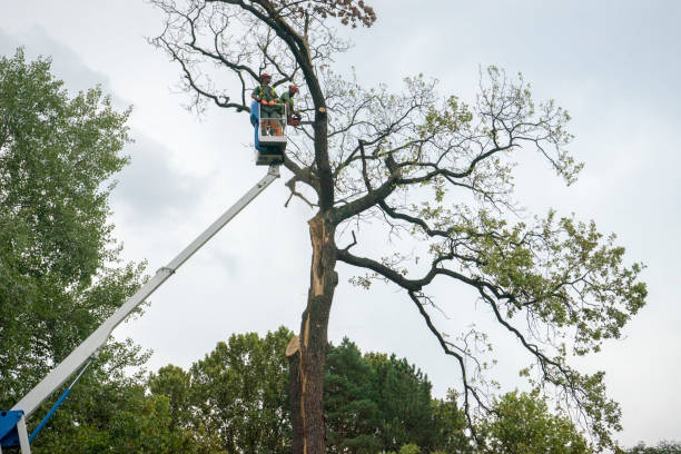  Las Lomas, CA Tree Services Pros