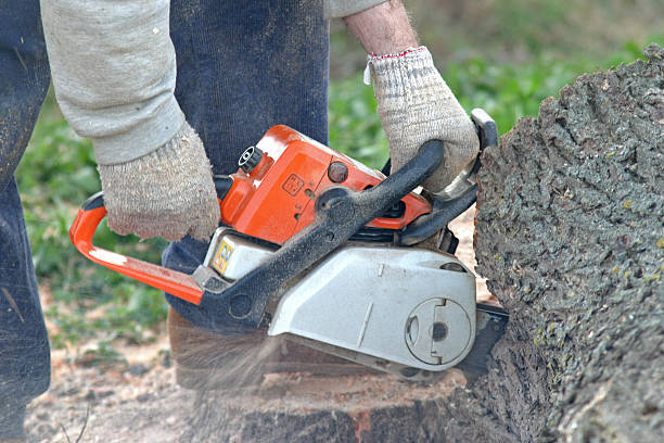 Best Storm Damage Tree Cleanup  in Las Lomas, CA